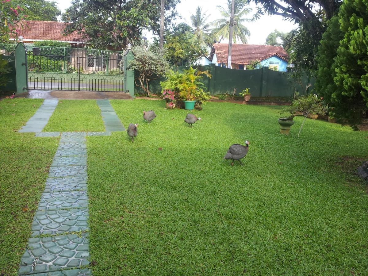 Mama'S Hostel By Taprobane Negombo Esterno foto